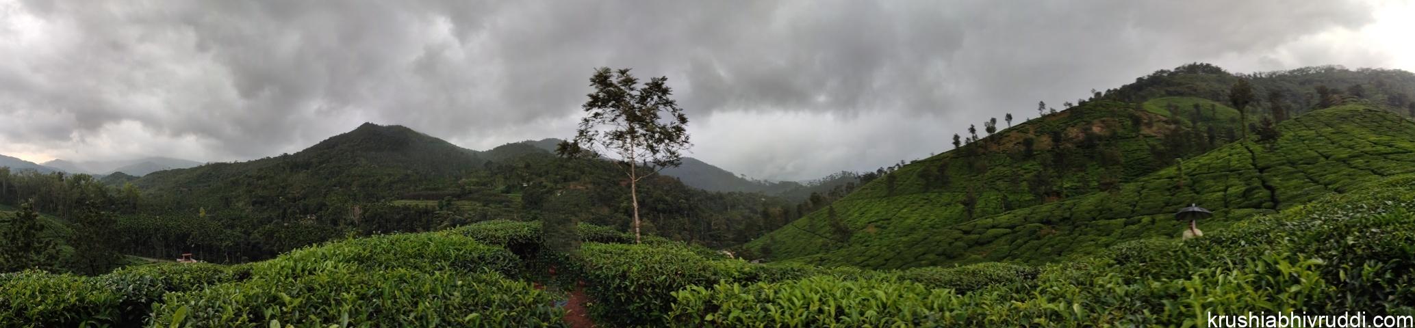 ತೋಟಗಾರಿಕೆ ಮತ್ತು ಪ್ಲಾಂಟೇಶನ್ ಬೆಳೆಗಳು