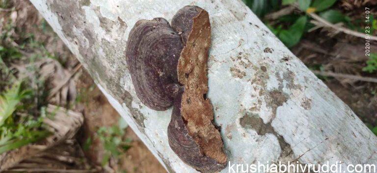 ಅಣಬೆ ರೋಗದ ಅಂತಿಮ ಚಿನ್ಹೆ