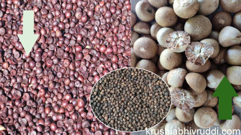 ಚಾಲಿಗೆ ರೂ. 50ಸಾವಿರ – ಕೆಂಪಡಿಕೆಗೆ ಗ್ರಹಣ- ಕರಿಮೆಣಸು ಸಧ್ಯವೇ ಚೇತರಿಕೆ