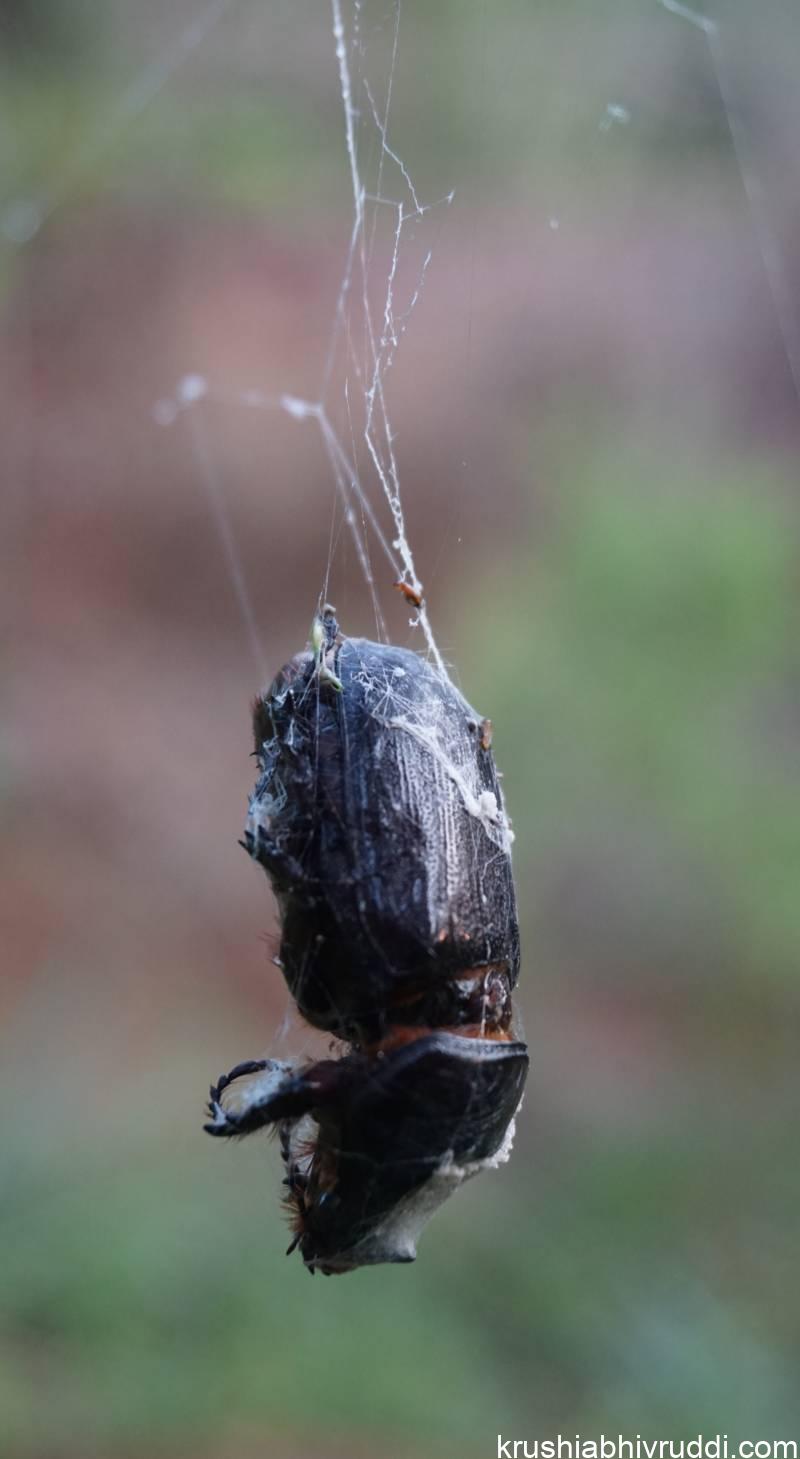 ಕುರುವಾಯಿ ದುಂಬಿ