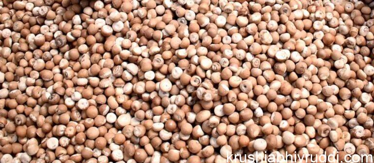 ಭಾರೀ ಬೇಡಿಕೆಯ ಚಾಲಿ ಅಡಿಕೆ