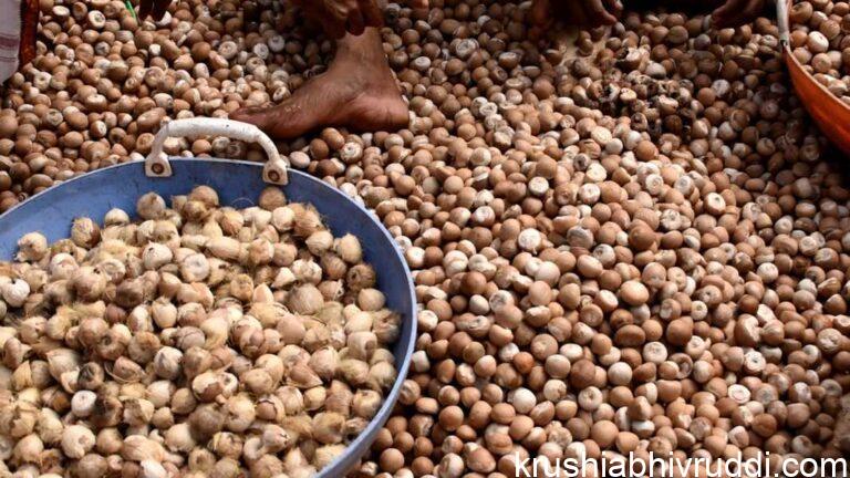 ಚಾಲಿ ಅಡಿಕೆ ಹೆಕ್ಕುವುದು