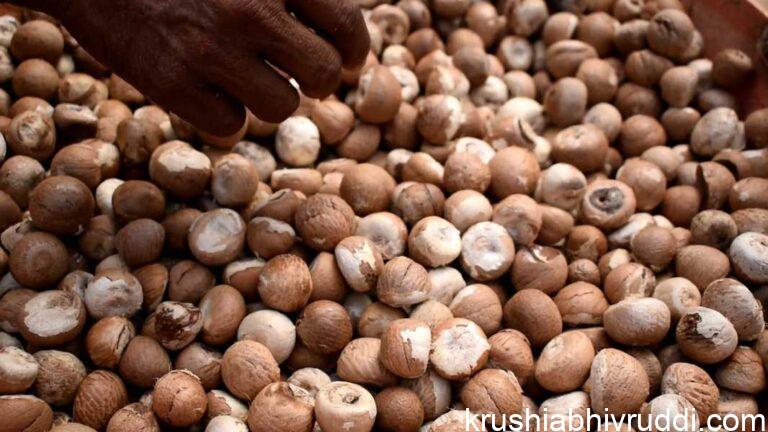 ಅಡಿಕೆ ಧಾರಣೆ ದಿನಾಂಕ-20-09-2021