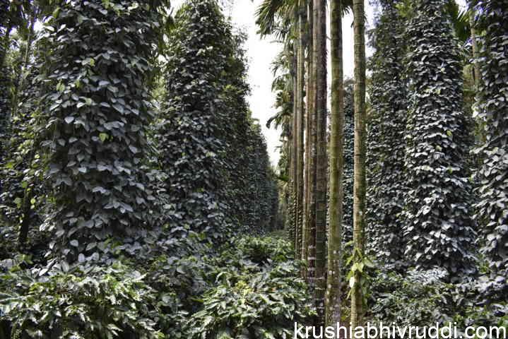 2600 plants in one acre