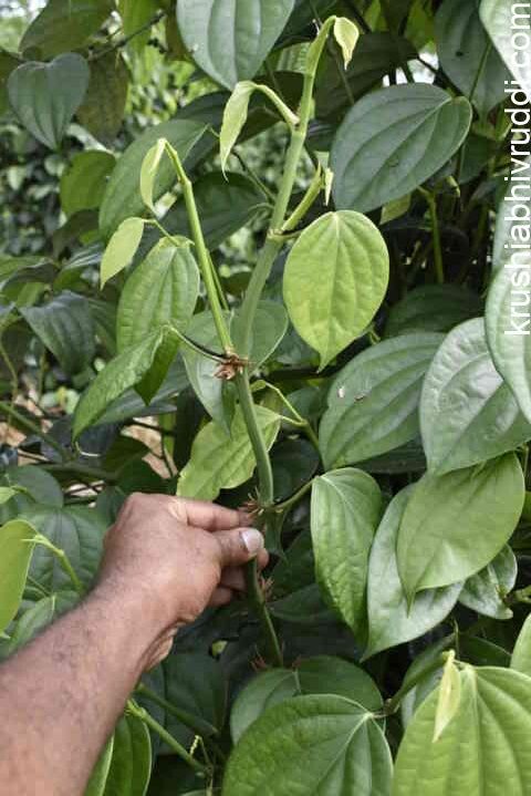 ಇಂತಹ ಬಳ್ಳಿ ಬೆಟ್ಟರೆ 2 ವರ್ಷಕ್ಕೆ ಇಳುವರಿ
