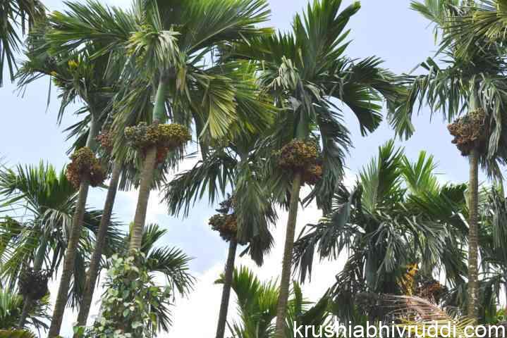 ಕಾಲಬದ್ಧ ನಿರ್ವಹಣೆಯ ಉತ್ತಮ ಇಳುವರಿಯ ಅಡಿಕೆ