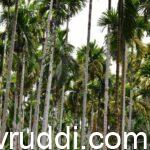 ಅಡಿಕೆ ಬೆಳೆಗಾರರನ್ನು ನಿದ್ದೆಗೆಡಿಸುತ್ತಿರುವ ಹಳದಿ ಎಲೆ ರೋಗದ ಅಡಿಕೆ ಮರ