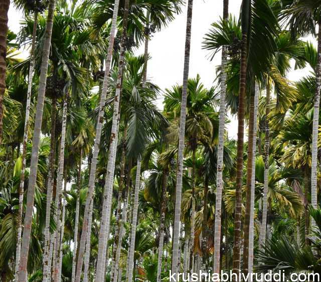 ಅಡಿಕೆ ಬೆಳೆಗಾರರನ್ನು ನಿದ್ದೆಗೆಡಿಸುತ್ತಿರುವ ಹಳದಿ ಎಲೆ ರೋಗದ ಅಡಿಕೆ ಮರ