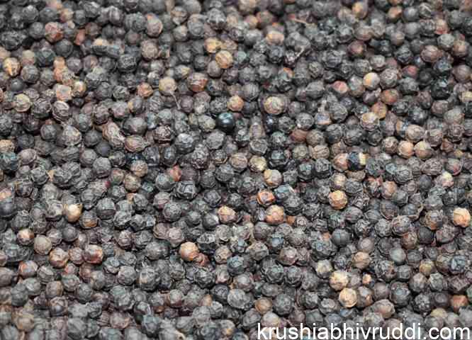 ಕರಿಮೆಣಸು