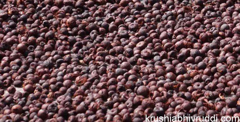 ಅಡಿಕೆ ಧಾರಣೆ ದಿನಾಂಕ 25-10-2021 ಸೋಮವಾರ.