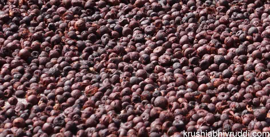 ಕೆಂಪು ಅಡಿಕೆ