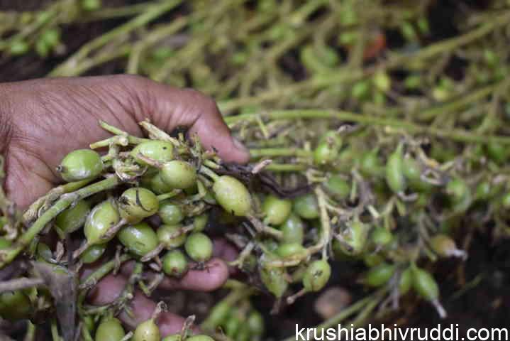ಅರೆಮಲೆನಾಡಿನಲ್ಲಿ ಎಲಕ್ಕಿ