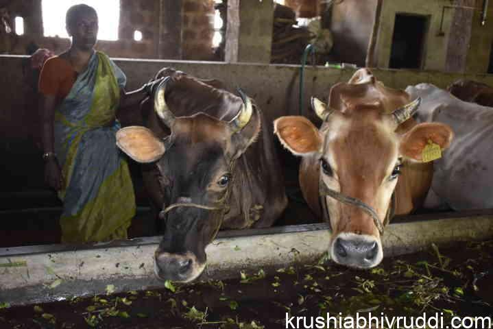 Dairy cows