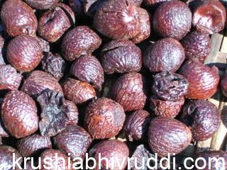 ಕೆಂಪು ಅಡಿಕೆ