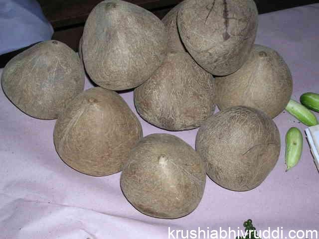 ಕೊಬ್ಬರಿ ಧಾರಣೆ