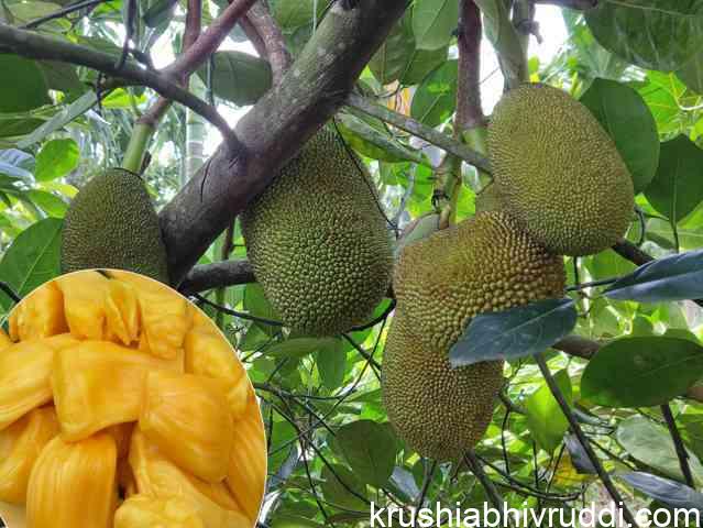 ವಿಯೆಟ್ನಾಂ ಸೂಪರ್ ಅರ್ಲಿ ತಳಿಯ ಕಾಯಿ ಹಲಸು ಮತ್ತು ಹಣ್ಣು