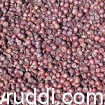 ಹೊಸ ರಾಸಿ ಅಡಿಕೆ