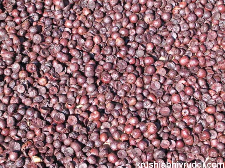 ಹೊಸ ರಾಸಿ ಅಡಿಕೆ