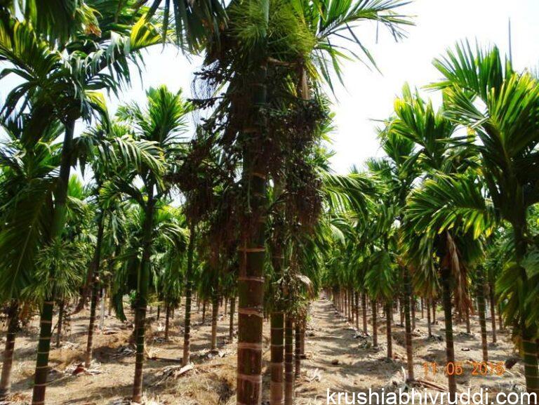 ಕಡಿಮೆ ನೀರಿನಲ್ಲಿ ಅಧಿಕ ಫಸಲು