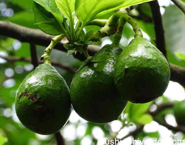 ಬೆಂಗಳೂರು ಸ್ಥಳೀಯ ಬೆಣ್ಣೆ ಹಣ್ಣು