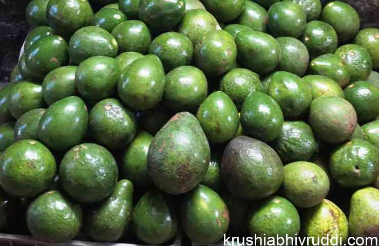 ಬಟರ್ ಫ್ರೂಟ್ ಹೇಗೆ ಬೆಳೆದರೆ ಉತ್ತಮ ಇಳುವರಿ ಪಡೆಯಬಹುದು?– ಇಲ್ಲಿದೆ ಮಾಹಿತಿ. ಬಟರ್ ಫ್ರೂಟ್ ಸ್ಥಳೀಯ