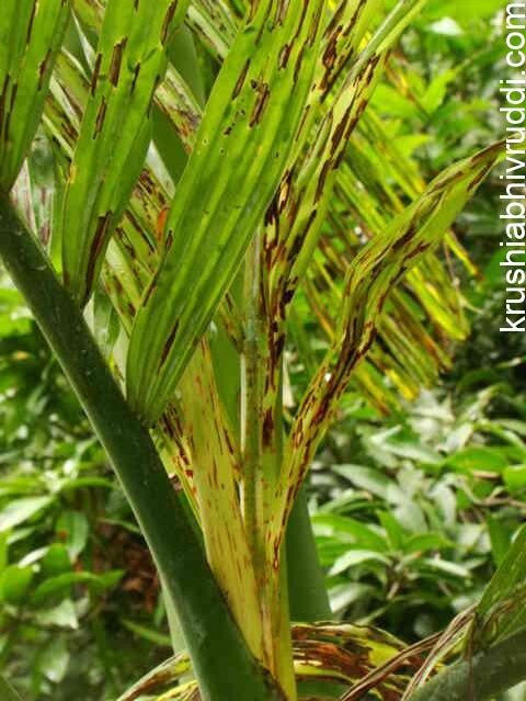 ಅಡಿಕೆ ಬೆಳೆಯಲ್ಲಿ ಹೆಚ್ಚಳವಾಗುತ್ತಿರುವ ಸಮಸ್ಯೆ
