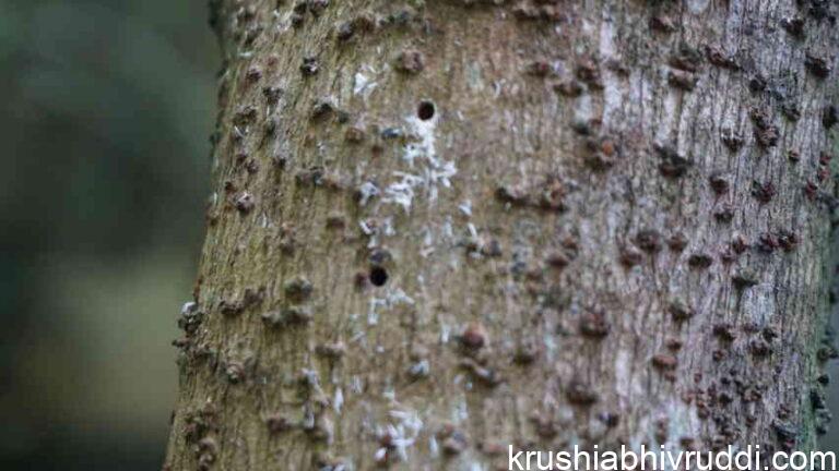 ಬಟರ್ ಫ್ರೂಟ್ ಮರಗಳು ಸಾಯುವುದಕ್ಕೆ ಕಾರಣ ಮತ್ತು ಪರಿಹಾರ.