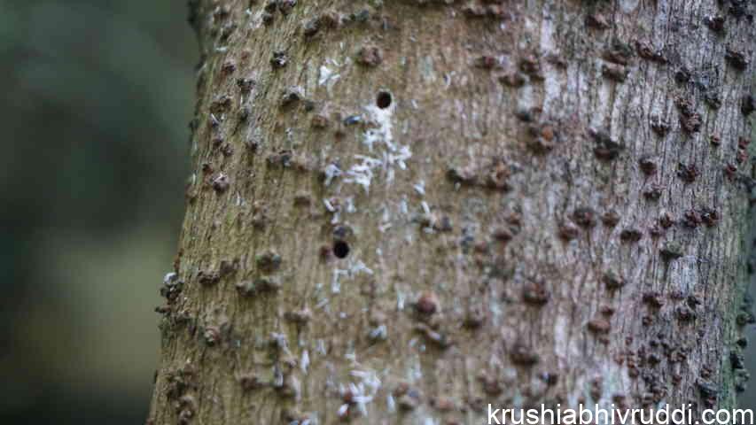 ಬಟರ್ ಪ್ರೂಟ್ ಕಾಂಡ ಕೊರಕ ದುಂಬಿ ಕೊರೆದ ಭಾಗ