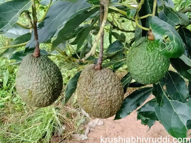 ಬಟರ್ ಪ್ರೂಟ್ ನ ವಿಶೇಷ ತಳಿ ಹಾಸ್