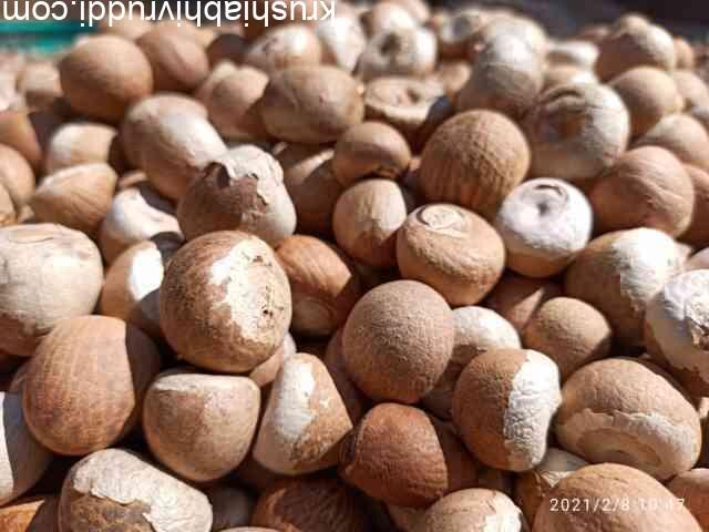 ಬಿಲಿ ಚಾಲಿ ಸುಪಾರಿ ಅಡಿಕೆ