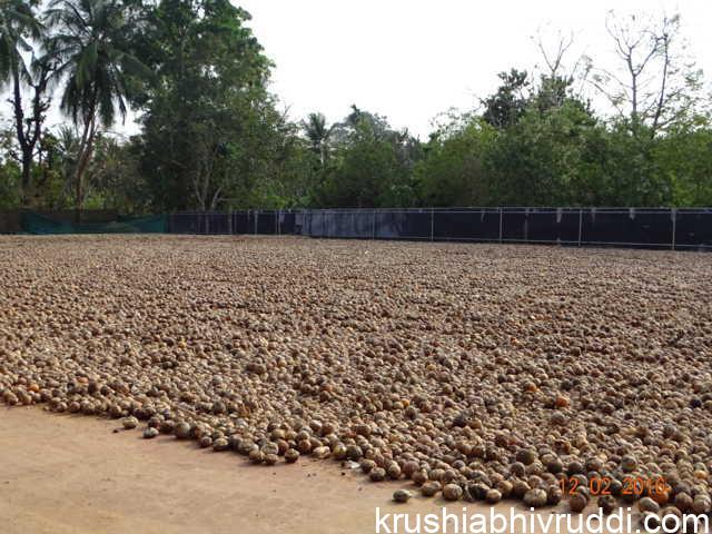 ಒಣಗಲು ಹರಡಿದ ಅಡಿಕೆ