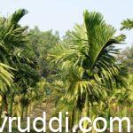 ಎರಡು ವರ್ಷ ಕಳೆದ ಅಡಿಕೆ ಸಸಿ