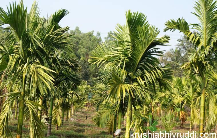 ಎರಡು ವರ್ಷ ಕಳೆದ ಅಡಿಕೆ ಸಸಿ