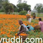 2 ನೇ ಹಸುರು ಕ್ರಾಂತಿಯ ಅಶಯ