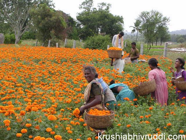 2 ನೇ ಹಸುರು ಕ್ರಾಂತಿಯ ಅಶಯ