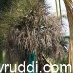 ಅಡಿಕೆ ಸಿಂಗಾರ