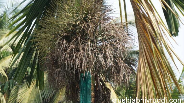 ಅಡಿಕೆ ಸಿಂಗಾರ