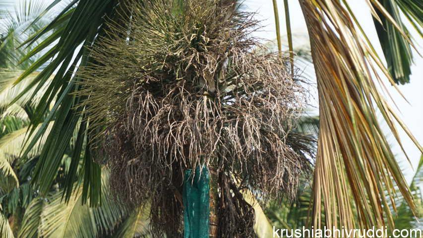 ಅಡಿಕೆ ಸಿಂಗಾರ