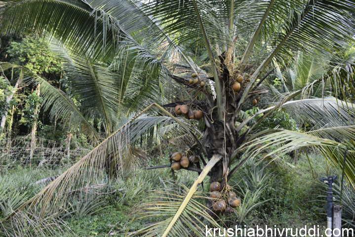 ರೋಗ ಸೋಂಕಿತ ಮರ