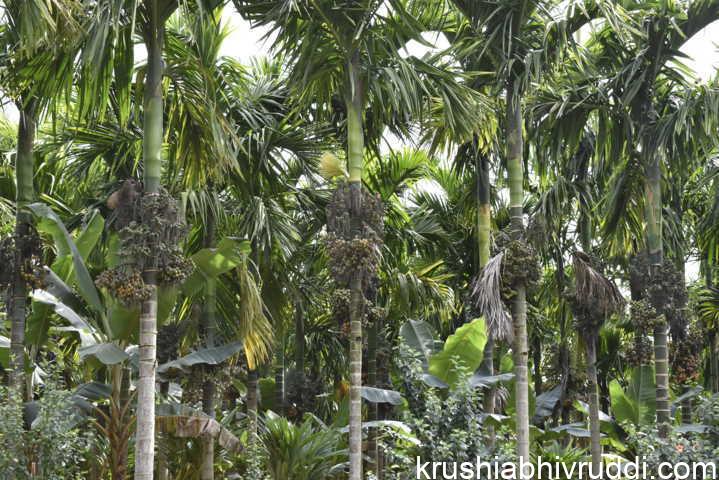 ಈ ರೋಗ ಬಂದರೆ ಉಪಚಾರಕ್ಕೆ ಅದರ ಫಸಲು ಸಾಲದು