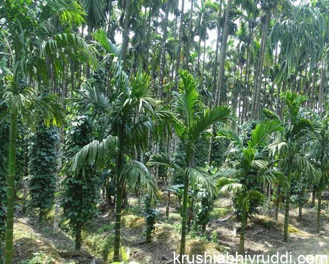 ಡ್ರಿಪ್ ಇರಿಗೇಶನ್ ಅಳವಡಿಸಿದ ಅಡಿಕೆ ತೋಟ