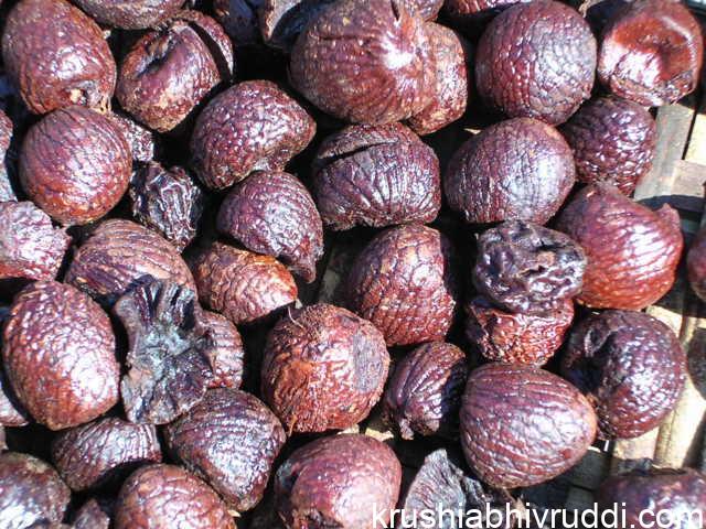 ಅಡಿಕೆ
