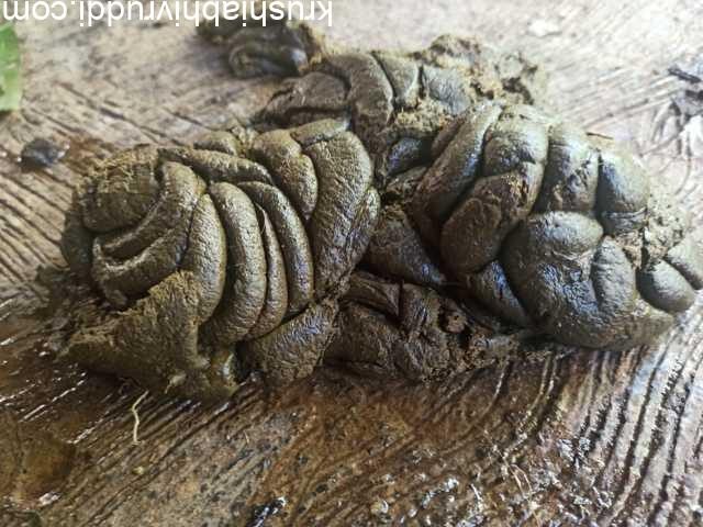 ಸ್ಥಳೀಯ ಹಸುವಿನ ಸಗಣಿಯ ಅಥವಾ ಗೋಮಯ