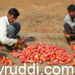 ಗೇರು ಹಣ್ಣುಗಳನ್ನು ಸ್ವಚ್ಚ ಮಾಡುತ್ತಿರುವುದು