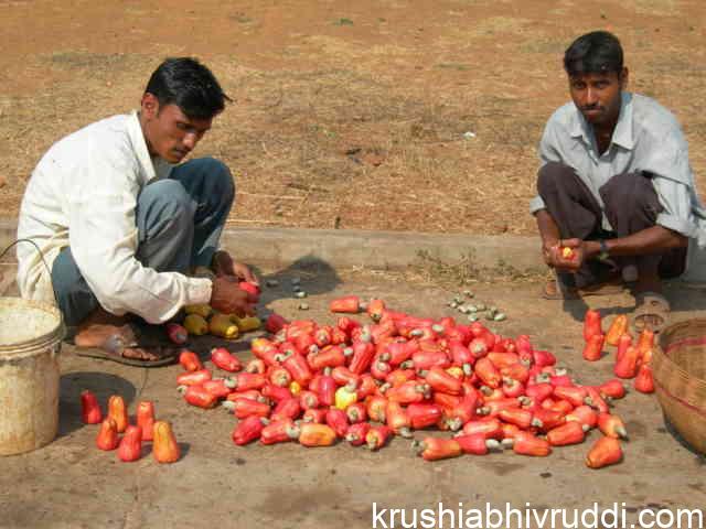 ಗೇರು ಹಣ್ಣುಗಳನ್ನು ಸ್ವಚ್ಚ ಮಾಡುತ್ತಿರುವುದು