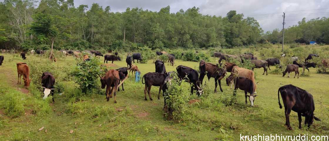 ಮೇಯುತ್ತಿರುವ ಸ್ಥಳೀಯ ತಳಿ ದನ, ಮತ್ತು ಎಮ್ಮೆ