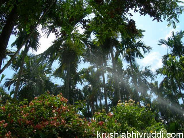 ಅಡಿಕೆಗೆ ಸಿಂಪರಣೆ