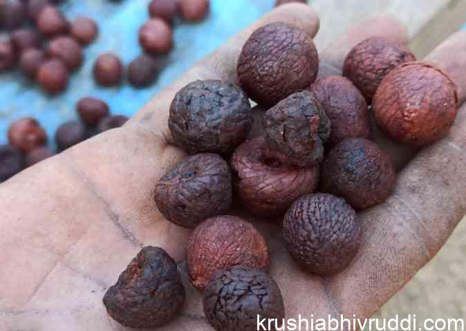 ಕೆಂಪಡಿಕೆ ಚೇತರಿಕೆ ಪ್ರಾರಂಭವಾಗಿದೆ.