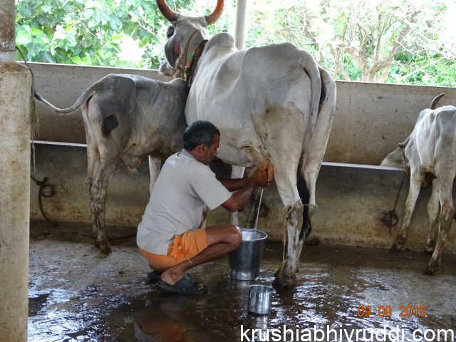 ಹಾಲು ಕರೆಯುವುದು