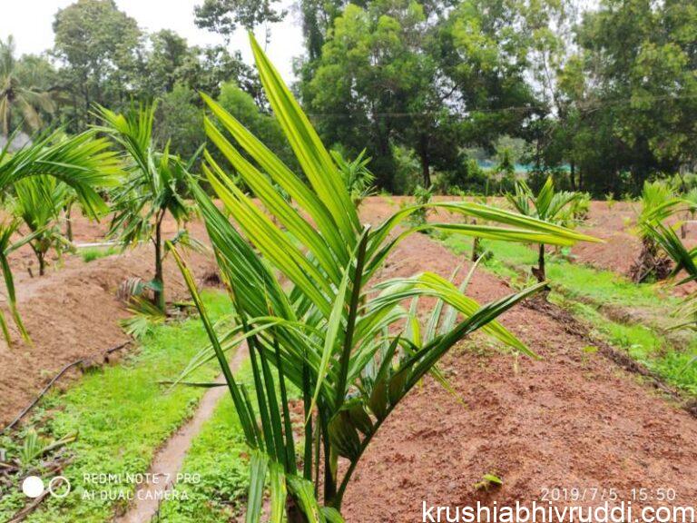 ಪ್ರೂನಿಂಗ್ ಮಾಡಿದ ಅಡಿಕೆ ಸಸ್ಯ